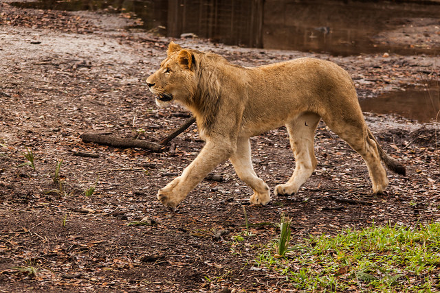 Enjoy Premium Beers and Animals at the Brew at the Zoo 2016 on July 21