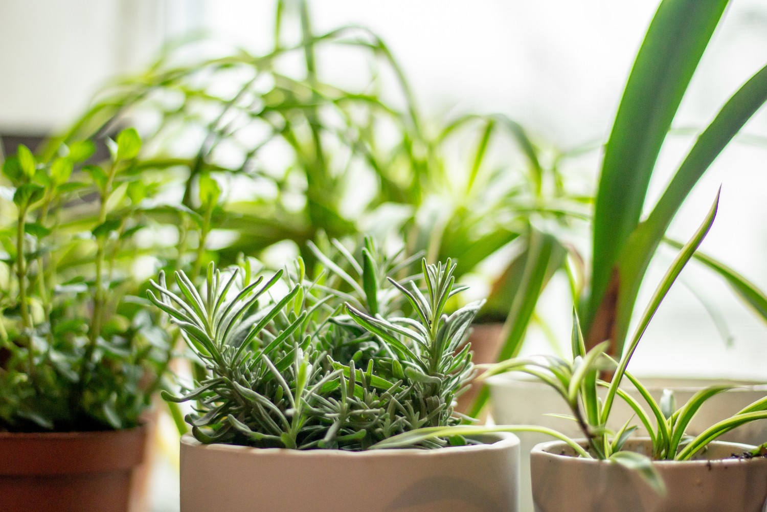 How to Start a Summer Herb Garden Indoors